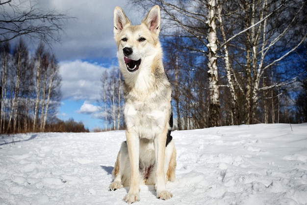 Close up portrait of a cute mixed breed husky dog at walk in winter sunny day