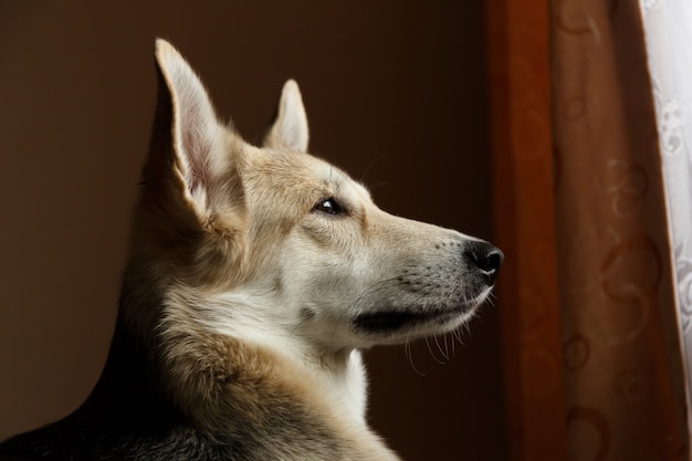 Close-up portrait Cute shepherd dog looking out window inside the house