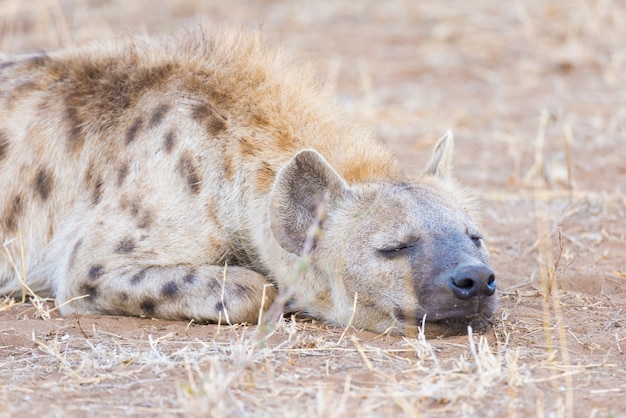 Primo piano e ritratto di un simpatico iena maculata sdraiato nella boscaglia. safari della fauna selvatica nel kruger national park, la principale destinazione di viaggio in sudafrica.