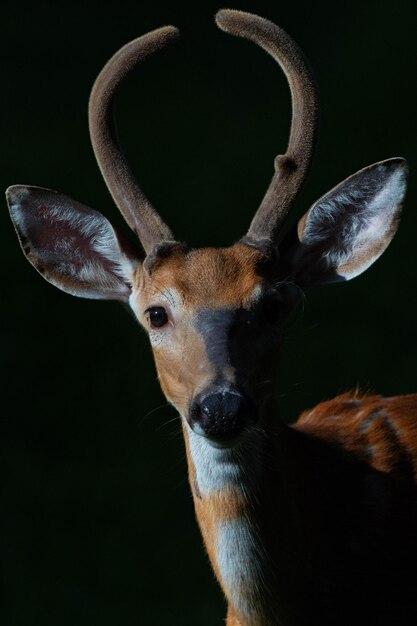 Photo close-up portrait of deer against black background