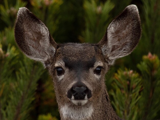 Photo close-up portrait of deer against trees