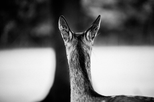 Photo close-up portrait of deer head