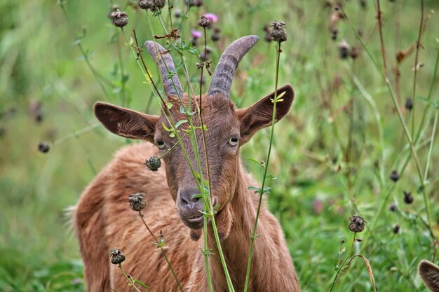 Close-up portrait of deer standing in grass