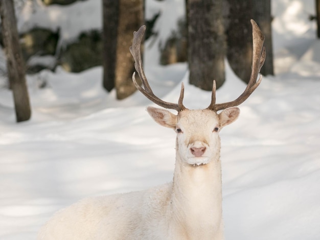 Foto ritratto ravvicinato di cervi in inverno