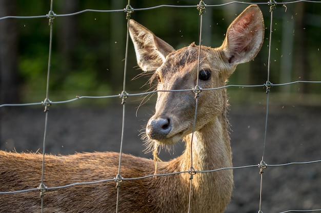 Close up portrait deer in zoo