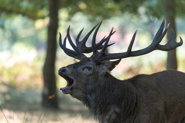 Photo close-up portrait of deer