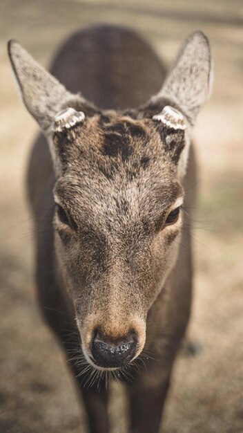 Photo close-up portrait of a deer