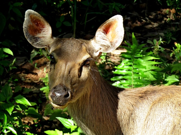 Close-up portrait of deer