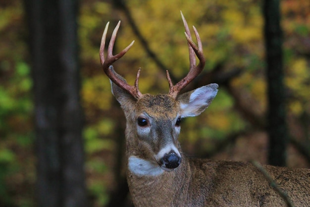 Photo close-up portrait of deer