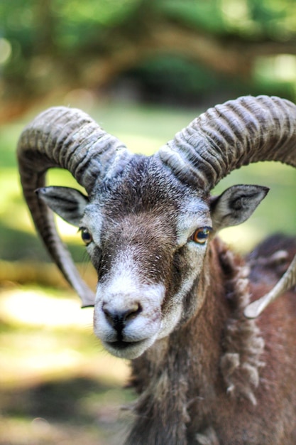 Close-up portrait of deer