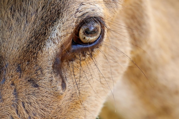 Photo close-up portrait of deer