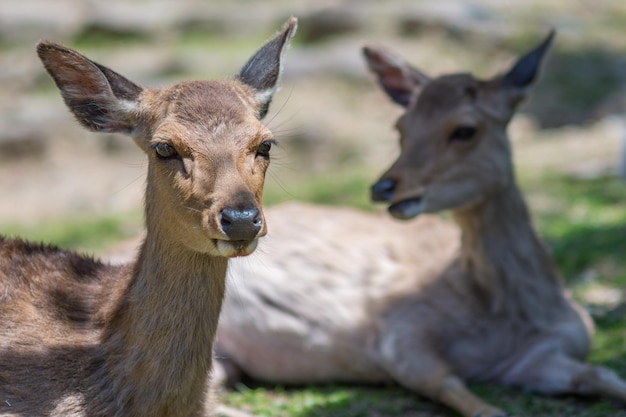 Photo close-up portrait of deer