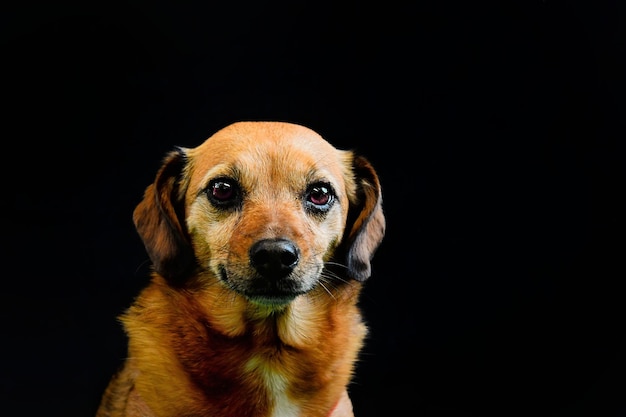 close-up portrait of dog against black background