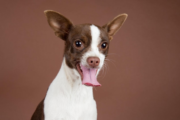 茶色の背景に犬のクローズアップ肖像画