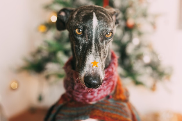 家のクリスマスツリーの向こうの犬のクローズアップ肖像画
