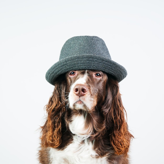 Photo close-up portrait of dog against white background