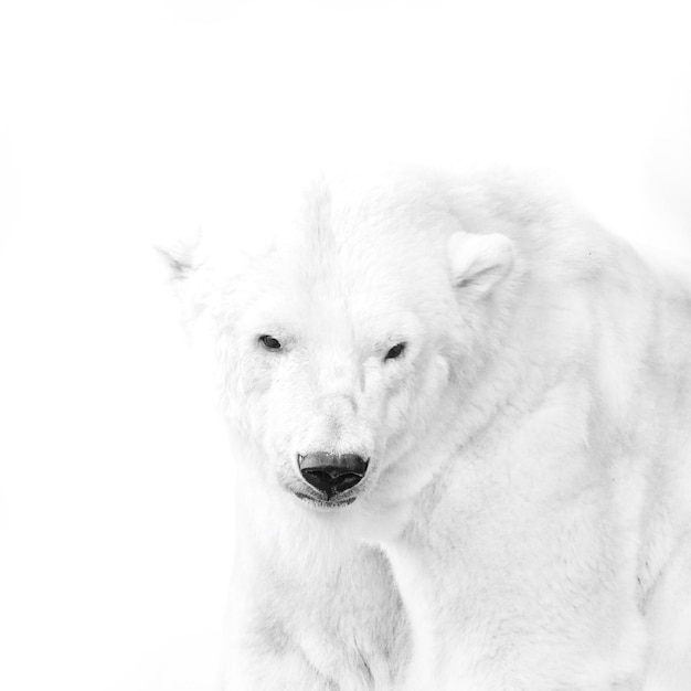 Close-up portrait of dog against white background