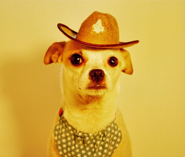 Photo close-up portrait of dog against yellow background