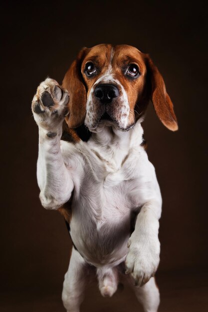 黒い背景の犬のクローズアップ肖像画