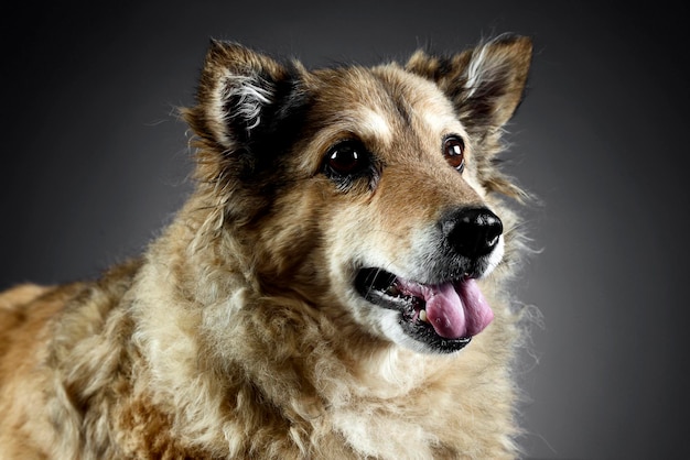 Close-up portrait of a dog over black background