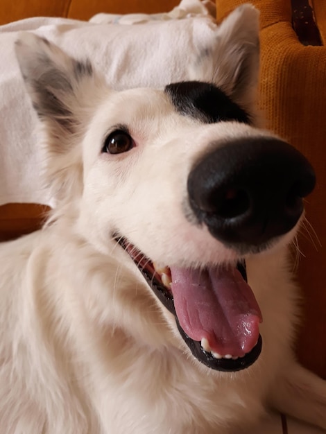 Photo close-up portrait of dog border collie