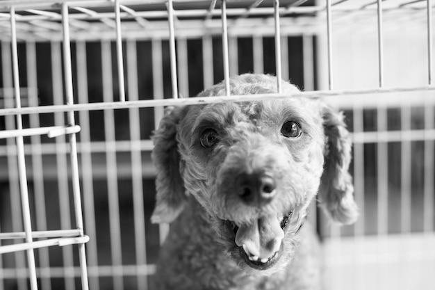 Close-up portrait of dog in cage