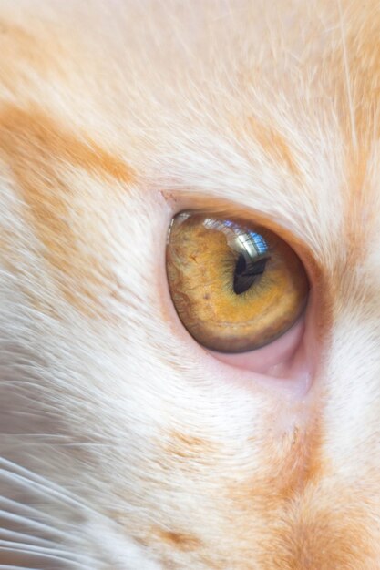 Close-up portrait of dog eye