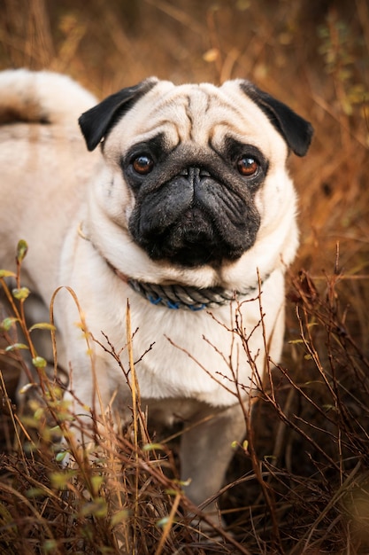 Photo close-up portrait of dog in field