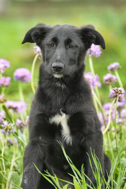 Close-up portrait of a dog on field