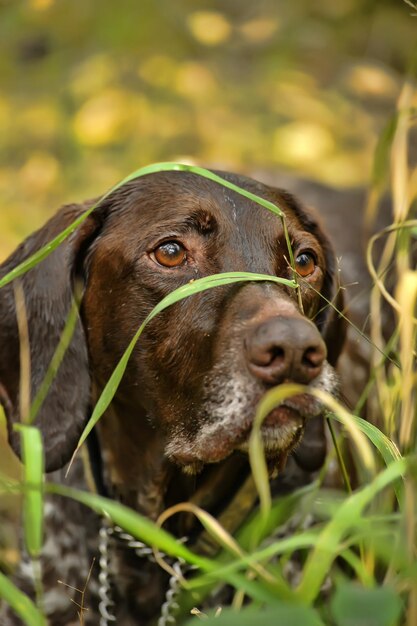 Close-up portrait of a dog on field