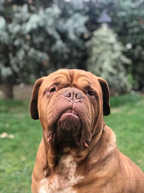 Close-up portrait of dog on field