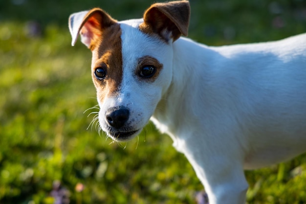 野原での犬のクローズアップ肖像画
