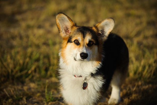 野原での犬のクローズアップ肖像画