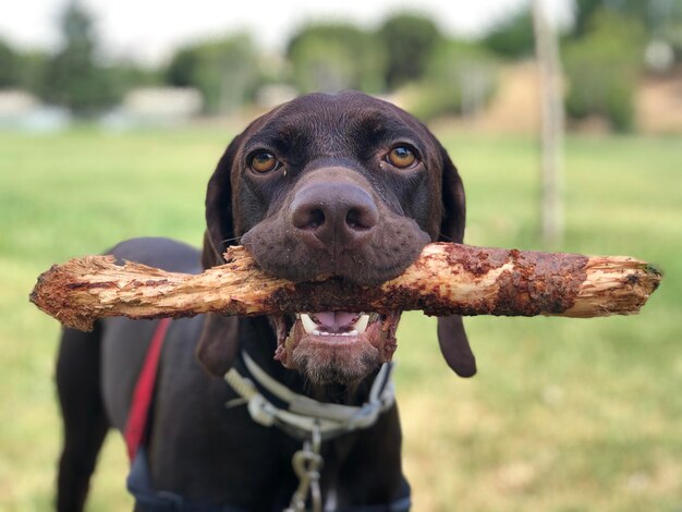 Foto ritratto ravvicinato di un cane sul campo