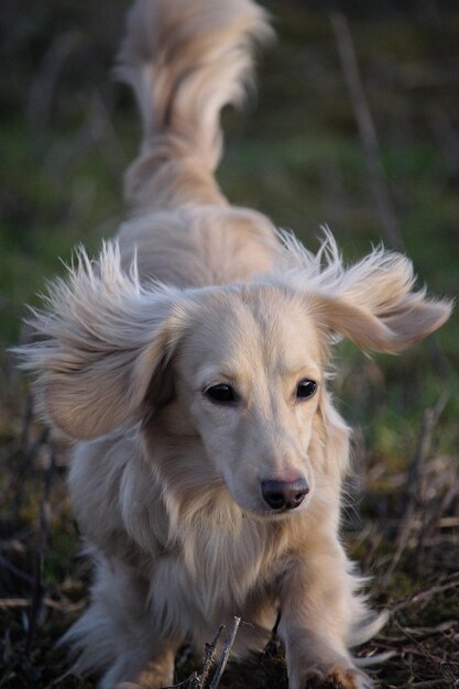 フィールドの犬のクローズアップポートレート