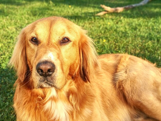 Close-up portrait of dog on field