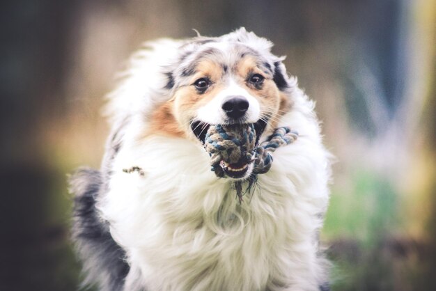 Photo close-up portrait of dog on field