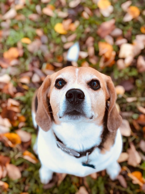 Close-up portrait of dog on field