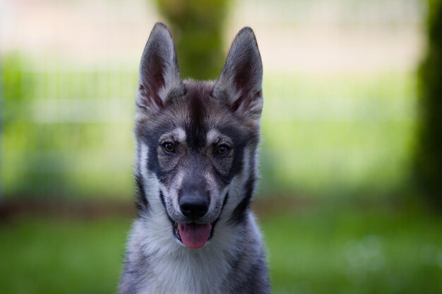 Photo close-up portrait of a dog on field