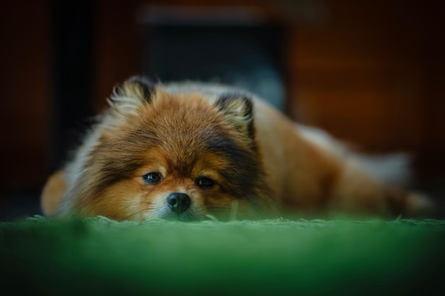 Foto ritratto ravvicinato di un cane sul pavimento di casa