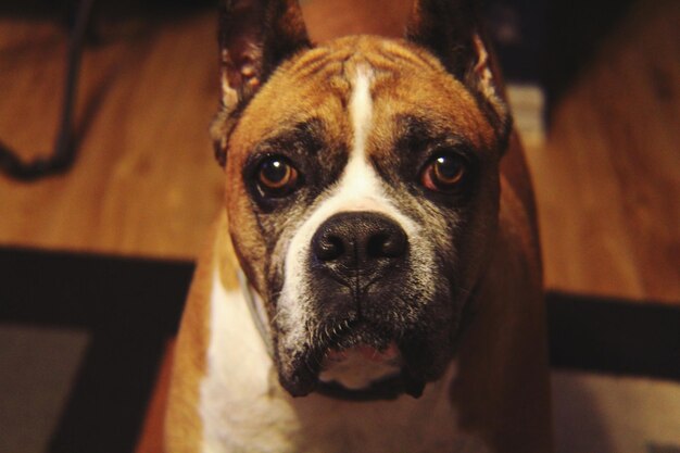 Photo close-up portrait of dog on floor at home