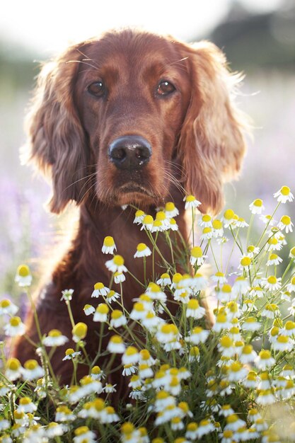 Photo close-up portrait of dog on flowers