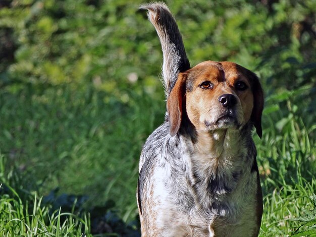 Photo close-up portrait of dog on grass