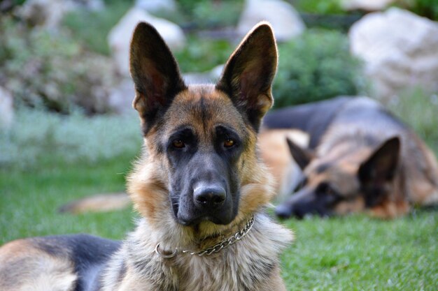 Foto ritratto ravvicinato di un cane nell'erba