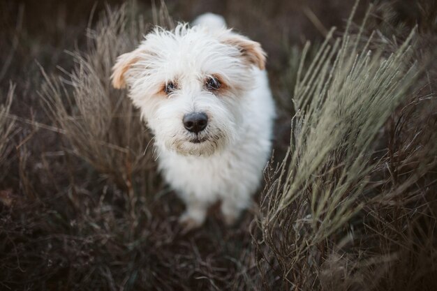 Photo close-up portrait of dog on grassy field