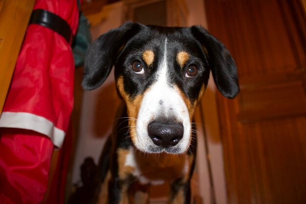 Close-up portrait of dog at home