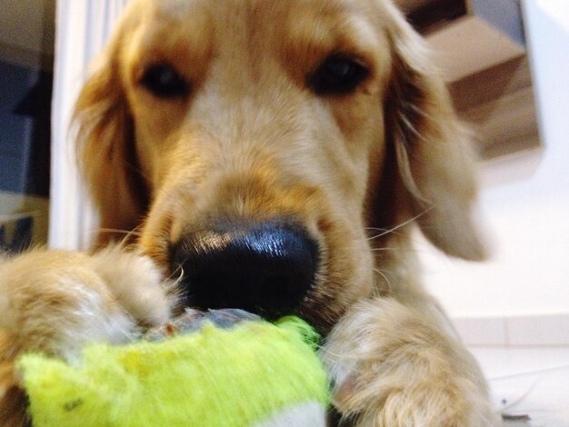 Close-up portrait of dog at home