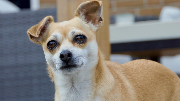 Close-up portrait of a dog at home