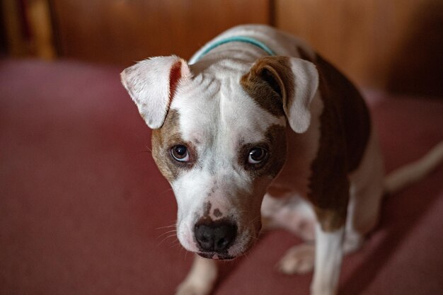 Photo close-up portrait of dog at home