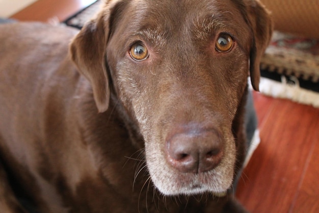 Close-up portrait of dog at home